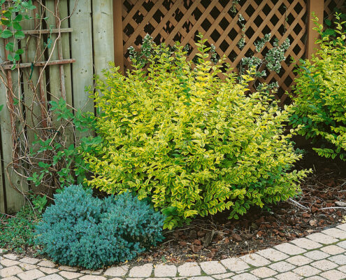 Ligustrum ovalifolium 'Aureum'