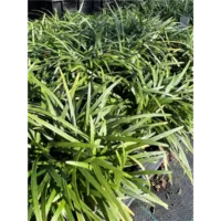 Ophiopogon planiscapus