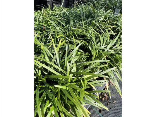 Ophiopogon planiscapus