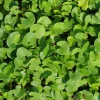 Dichondra repens - Kontejner, pr. 11 cm