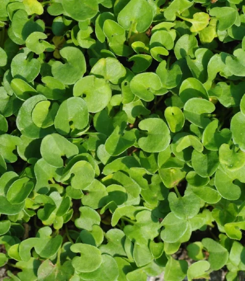 Dichondra repens - Obrázek 1