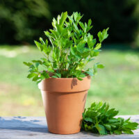 Levisticum officinale 'Verino'®