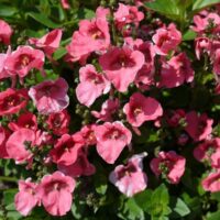 Diascia barberae