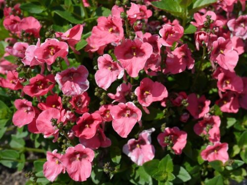 Diascia barberae - Obrázek 1