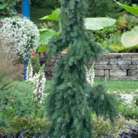 Picea omorika 'Pendula'
