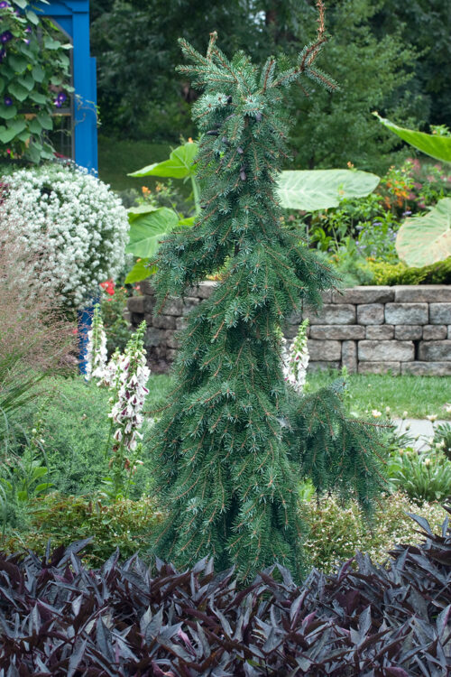 Picea omorika 'Pendula' - Obrázek 1