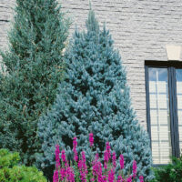 Picea pungens 'Iseli Fastigiate'