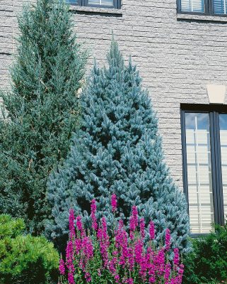 Picea pungens 'Iseli Fastigiate'