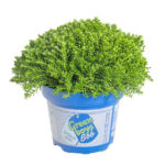 HEBE Green Boys, mix - Obrázek 2