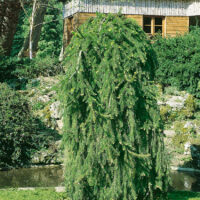 Picea Abies 'Inversa'