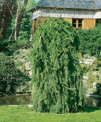 Picea Abies 'Inversa'