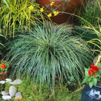 Carex morrowii 'Variegata'