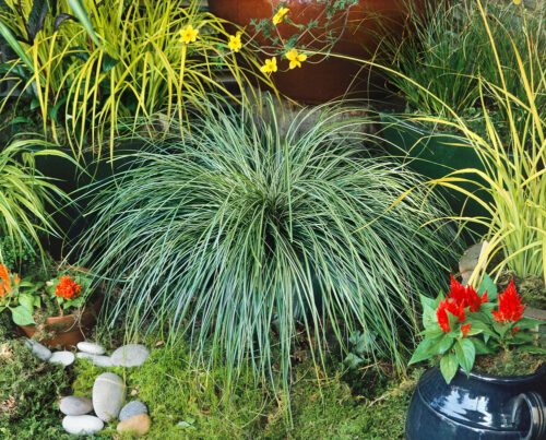 Carex morrowii 'Variegata' - Obrázek 1