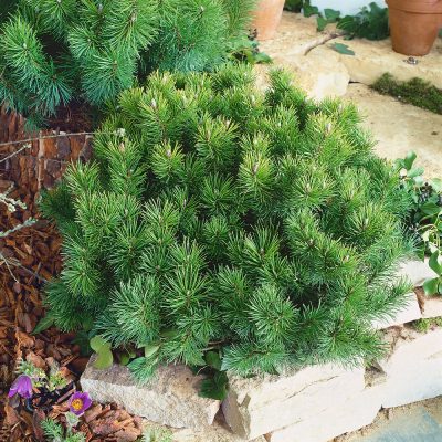 Pinus mugo 'Mops'