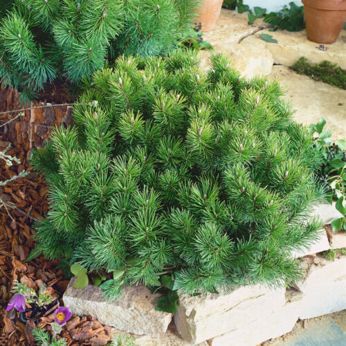 Pinus mugo 'Mops' - Obrázek 1