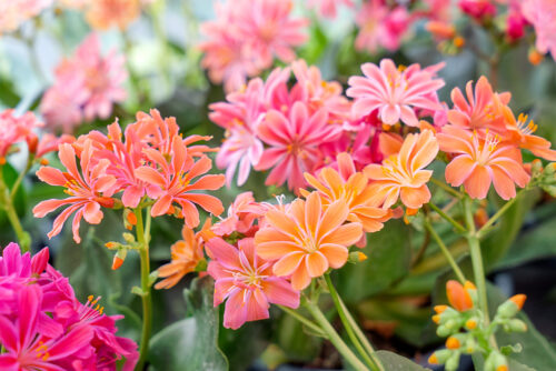 Lewisia cotyledon - Obrázek 1