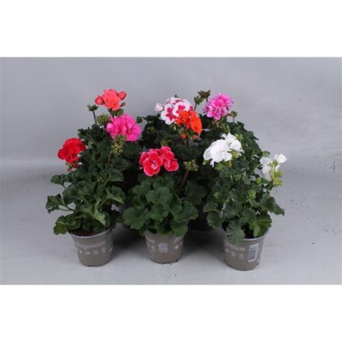 Pelargonium zonale, P 11 - Obrázek 2