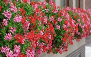 Pelargonium peltatum Muškát převislý, P 11 – prázdný