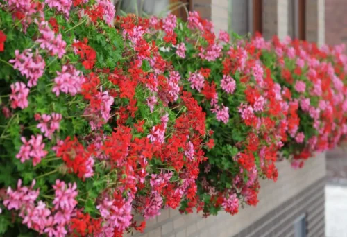 Pelargonium peltatum Muškát převislý, P 11 – prázdný - Image 1