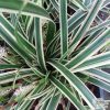 Carex morrowii 'Variegata' - K1,5l