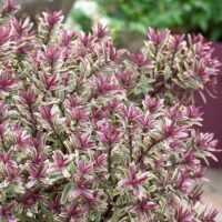 HEBE 'Magiccolors'
