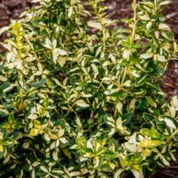 Euonymus fortunei 'Blondy'