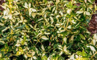 Euonymus fortunei 'Blondy'