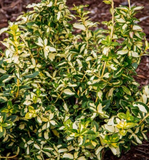 Euonymus fortunei 'Blondy' - Obrázek 1