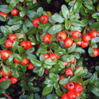 Cotoneaster dammeri