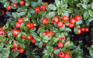 Cotoneaster dammeri