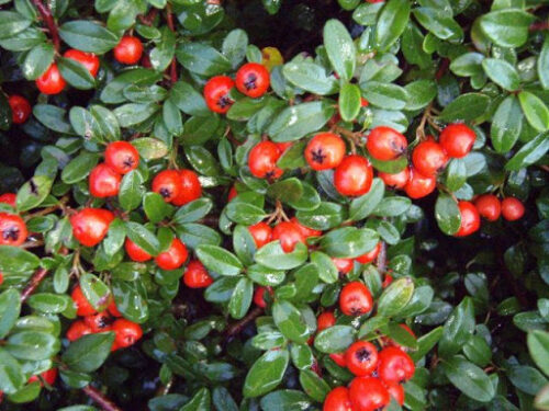 Cotoneaster dammeri - Image 1