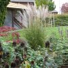 Miscanthus sinensis 'Kleine Silberspinne' - C3L