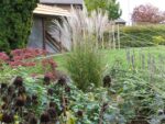 Miscanthus sinensis 'Kleine Silberspinne'