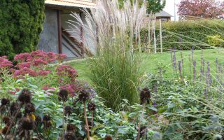 Miscanthus sinensis 'Kleine Silberspinne'