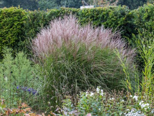 Miscanthus sinensis 'Kleine Silberspinne' - Image 2