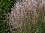 Miscanthus sinensis 'Kleine Silberspinne' - Obrázek 3