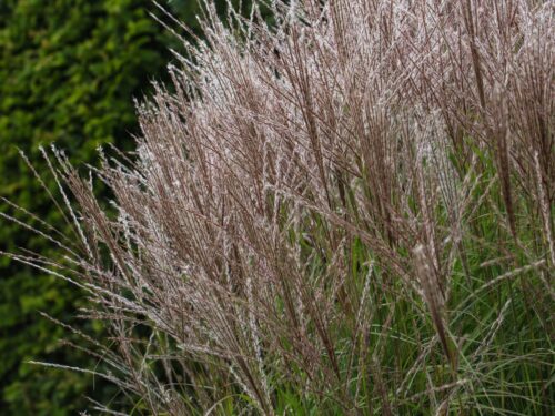 Miscanthus sinensis 'Kleine Silberspinne' - Image 3