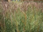 Miscanthus sinensis 'Kleine Silberspinne' - Obrázek 4