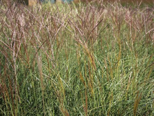 Miscanthus sinensis 'Kleine Silberspinne' - Image 4