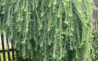 Larix kaempferi 'Stiff Weeper'