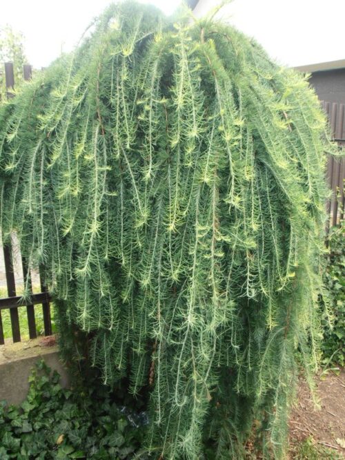 Larix kaempferi 'Stiff Weeper' - Obrázek 1