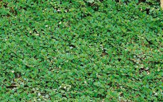 Cotoneaster dammeri 'Frieders Evergreen'