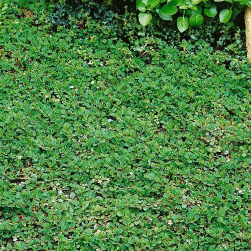 Cotoneaster dammeri 'Frieders Evergreen' - Obrázek 1