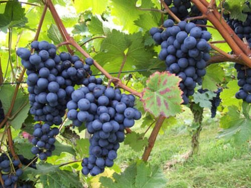 Vitis vinifera ´Blauer Burgunder´ P14 - Obrázek 1