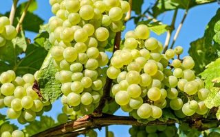 Vitis vinifera 'Vroege van der Laan'