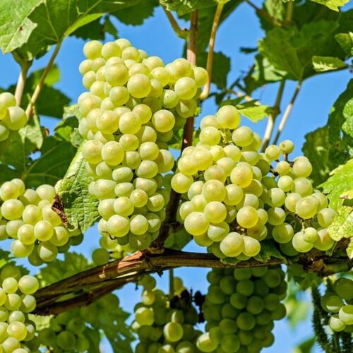 Vitis vinifera 'Vroege van der Laan' - Obrázek 1