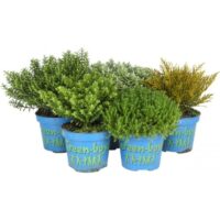HEBE Green Boys, mix