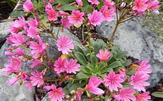 Lewisia longipetala ´Little Plum´ P11
