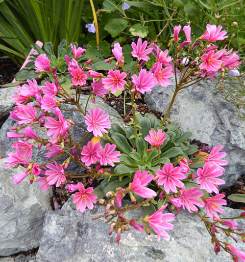 Lewisia longipetala ´Little Plum´ P11 - Obrázek 1
