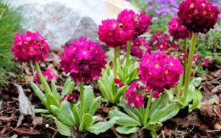 Primula denticulat a ´Prome Deep Rose´ K9